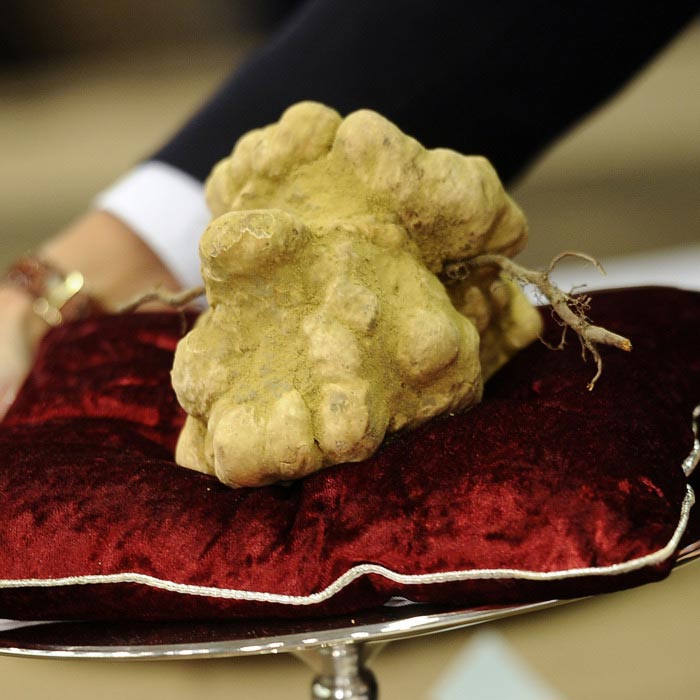 Italian White Alba Truffle