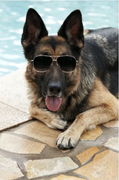 German Shepard