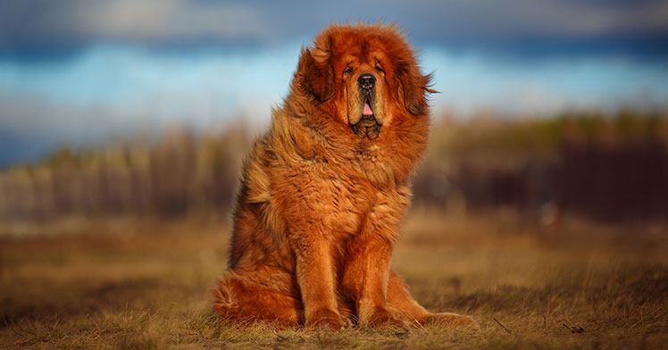 Tibetan_Mastiff