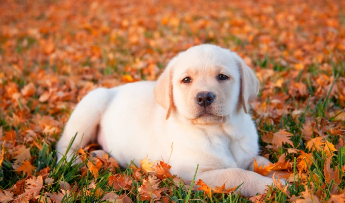 labrador-puppy