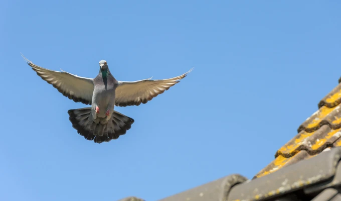 Racing Pigeon