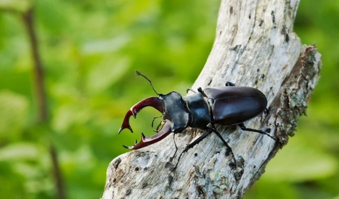 stag-beetle